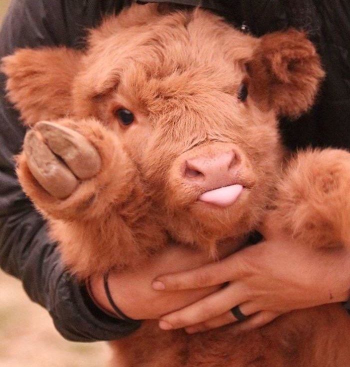 adorbz